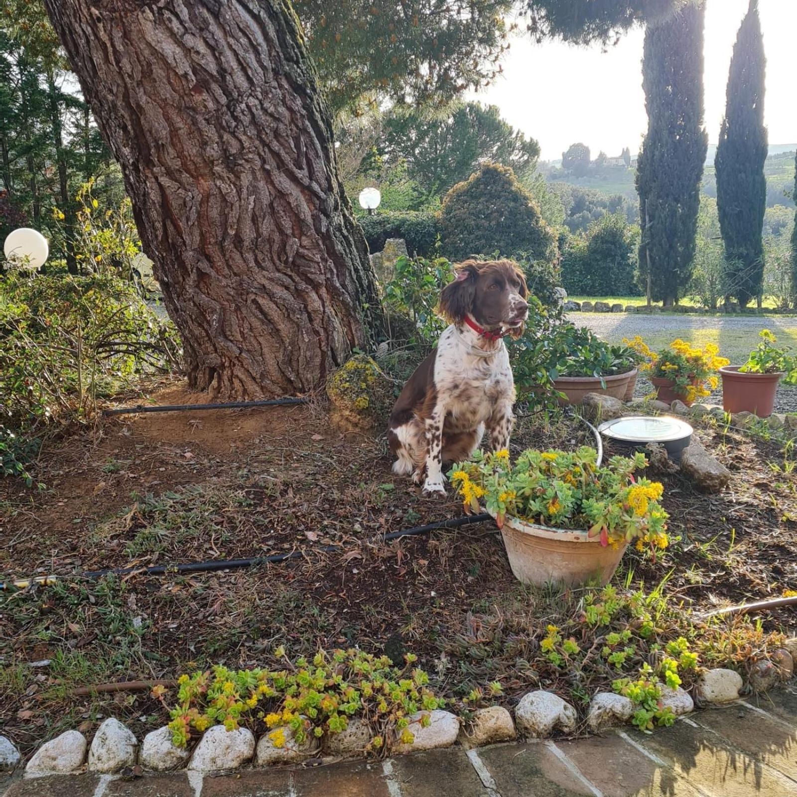Antico Borgo Il Cardino Bed & Breakfast San Gimignano Bagian luar foto