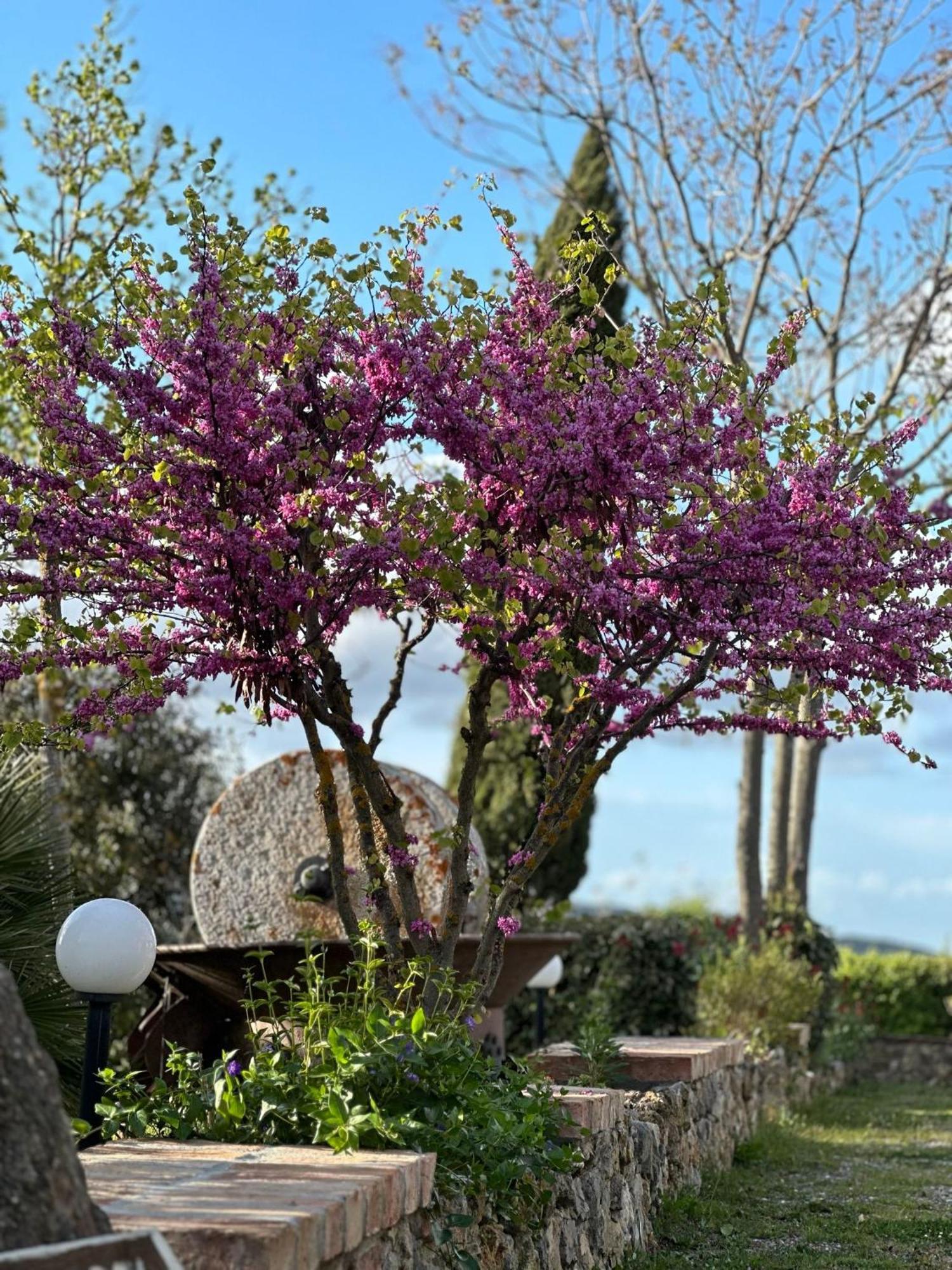Antico Borgo Il Cardino Bed & Breakfast San Gimignano Bagian luar foto